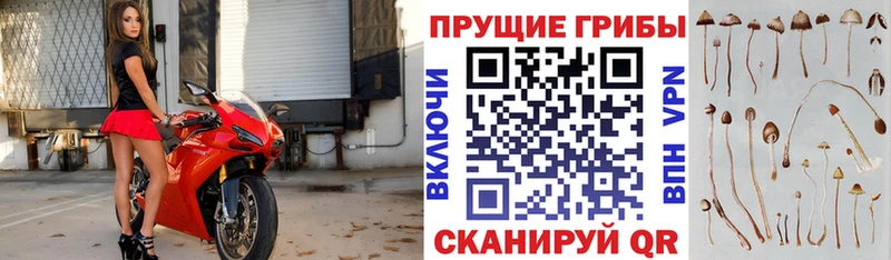 Псилоцибиновые грибы Cubensis  Купить  Уяр 